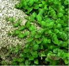 drought tolerant plants for California