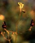 drought tolerant plants for California