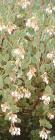 drought tolerant plants for California