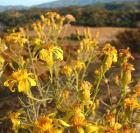 drought tolerant plants for California