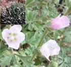 drought tolerant plants for California