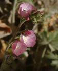 drought tolerant plants for California
