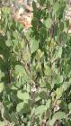 drought tolerant plants for California