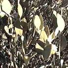 drought tolerant plants for California