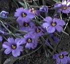 drought tolerant plants for California