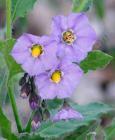 drought tolerant plants for California