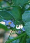 Solanum xanti hoffmannii kinda looks like Vinca major.
