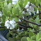 drought tolerant plants for California