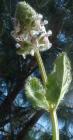 drought tolerant plants for California