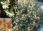 drought tolerant plants for California