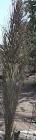 drought tolerant plants for California