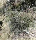drought tolerant plants for California
