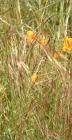 drought tolerant plants for California