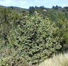 drought tolerant plants for California