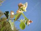 Symphoricarpos albus is a great bank holder.