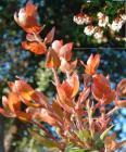 drought tolerant plants for California