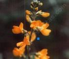 drought tolerant plants for California
