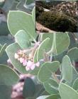 drought tolerant plants for California