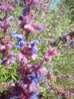 drought tolerant plants for California