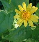 drought tolerant plants for California
