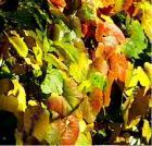 That groundcover on the grapevine.