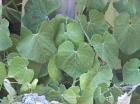 Southern California Grape