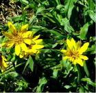 drought tolerant plants for California