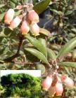 drought tolerant plants for California