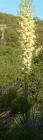 drought tolerant plants for California