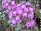 drought tolerant plants for California