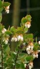 drought tolerant plants for California