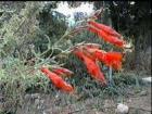 drought tolerant plants for California