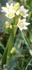 drought tolerant plants for California