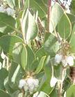 drought tolerant plants for California