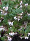 drought tolerant plants for California