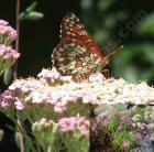drought tolerant plants for California