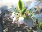 This little ground cover grows well in northern California up through Washington.