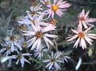 drought tolerant plants for California