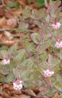 drought tolerant plants for California