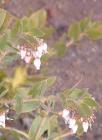 drought tolerant plants for California