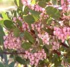 drought tolerant plants for California