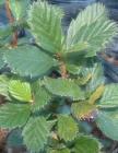 drought tolerant plants for California