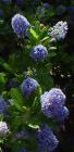 drought tolerant plants for California