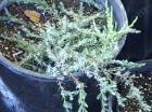 Some people like to use dwarf juniper as a small gray ground cover.