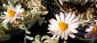 drought tolerant plants for California