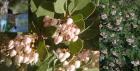 drought tolerant plants for California