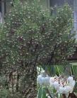 drought tolerant plants for California