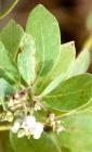 drought tolerant plants for California
