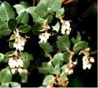 drought tolerant plants for California