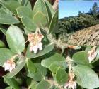 drought tolerant plants for California